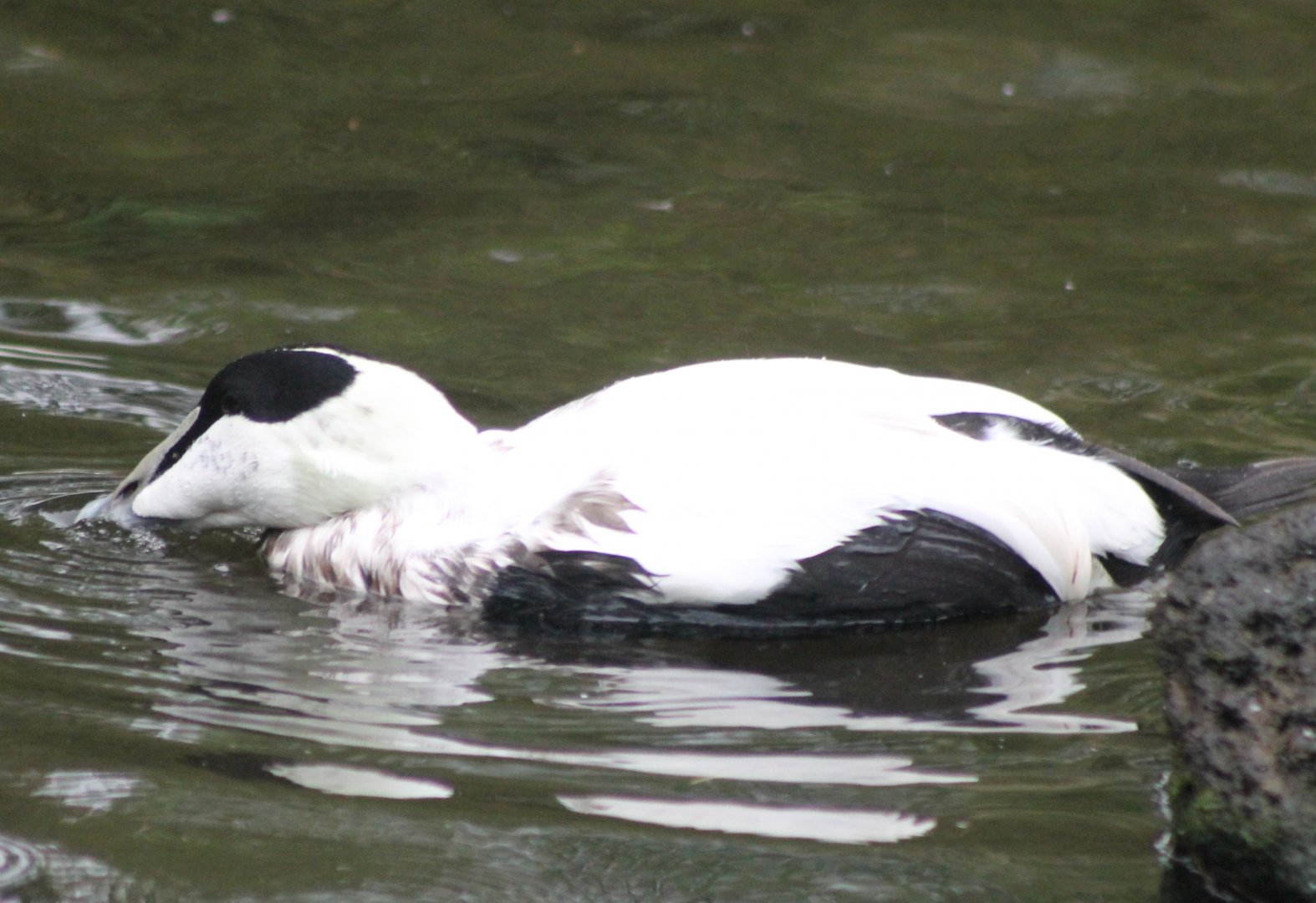 Eider - male