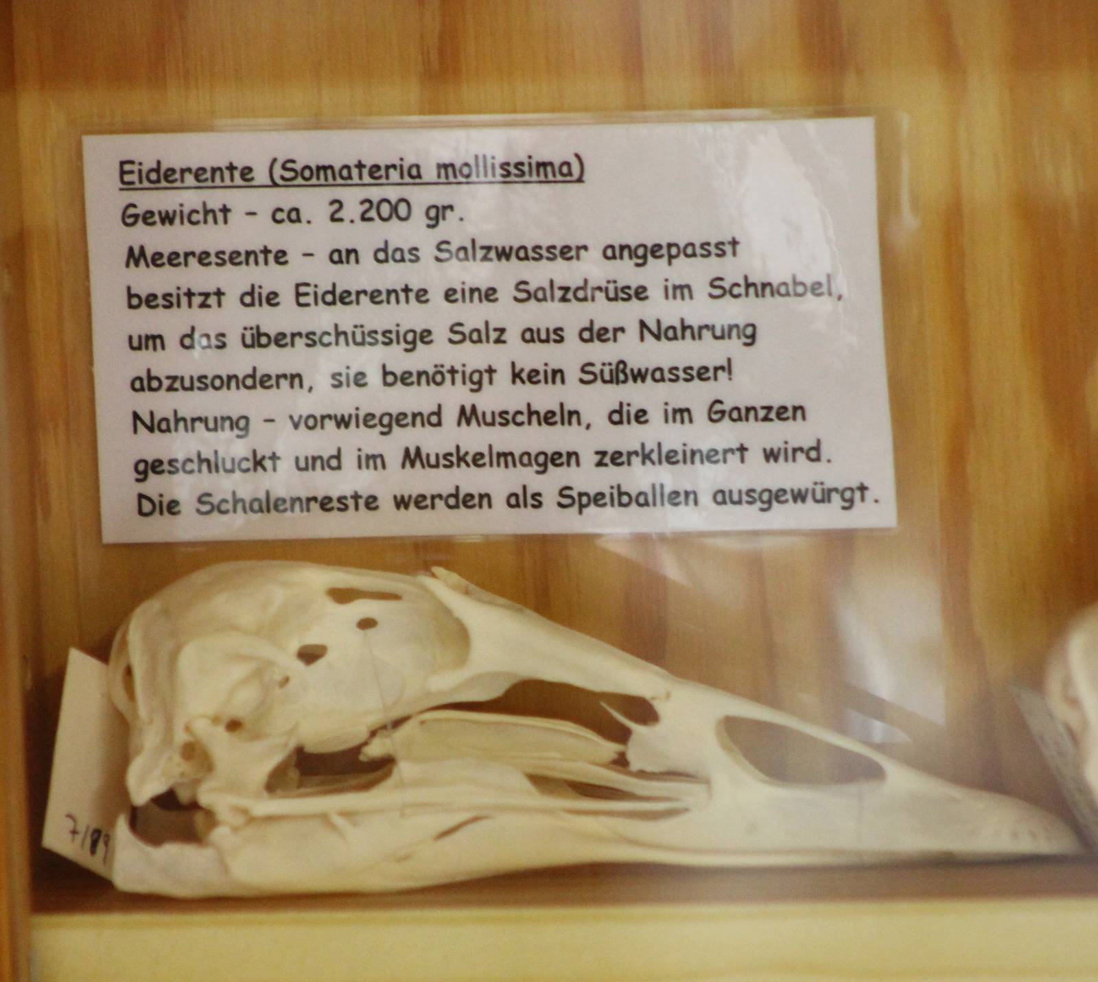 Eider skull with information