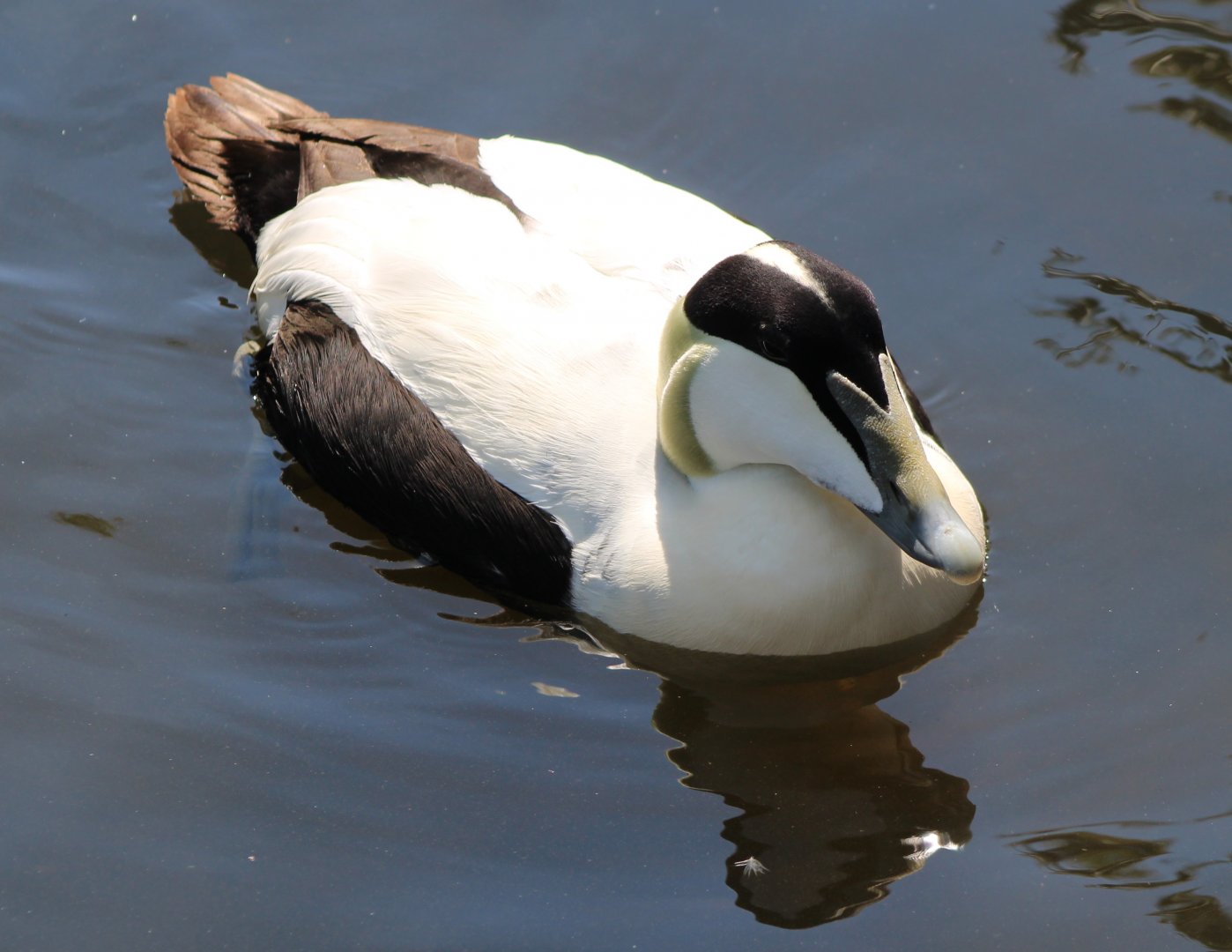 Eider