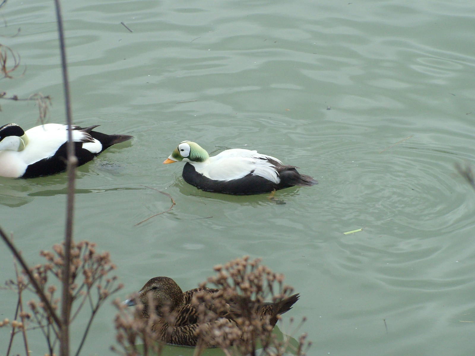 Eiders at Arundel WWT 13/03/10