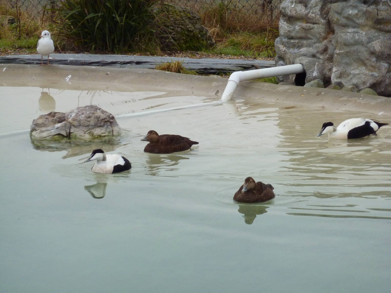 Eiders in the penguin pool
