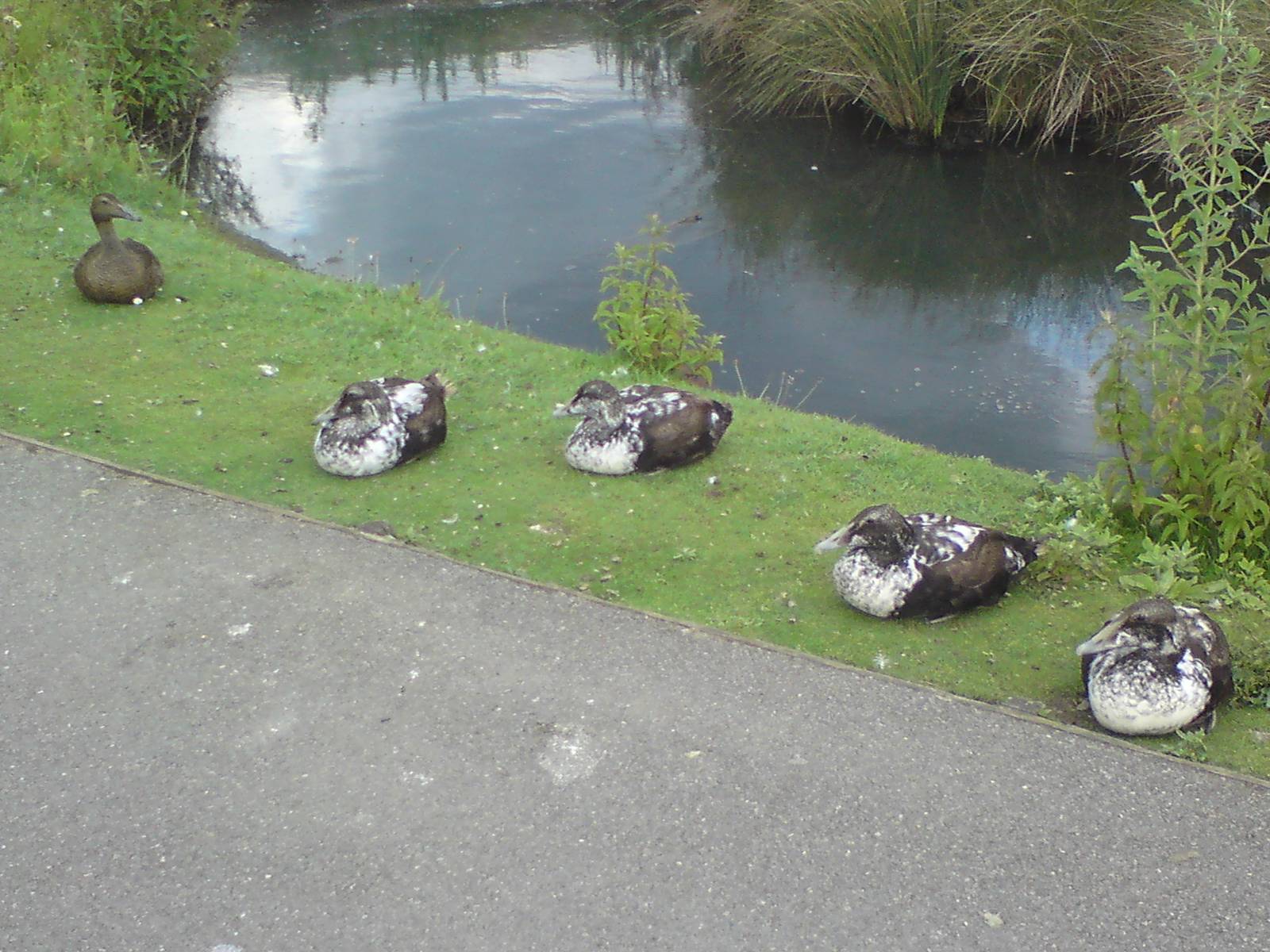 Eiders