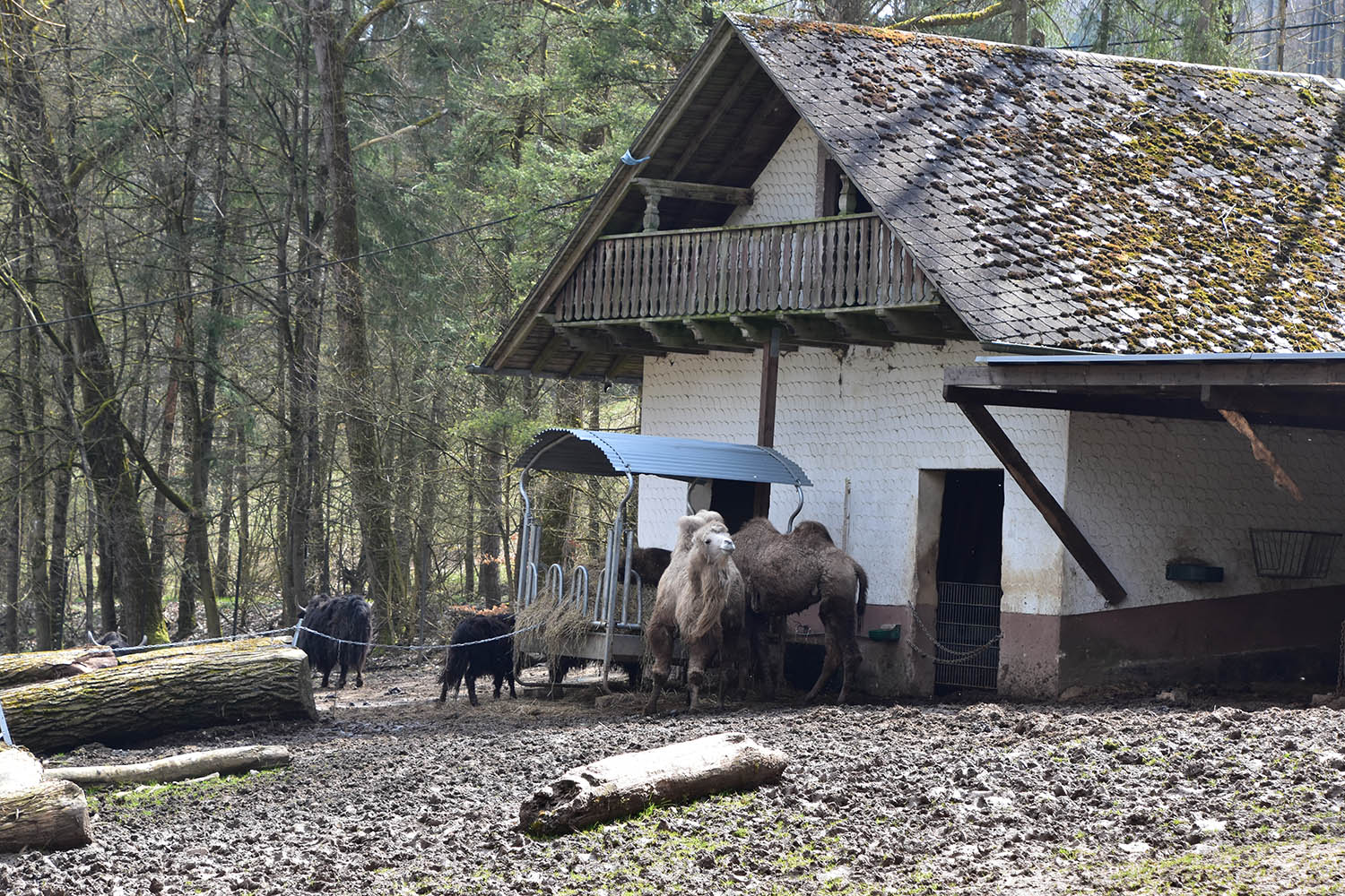 Eifel-Zoo - Bactrian camel (Camelus ferus f. bactrianus) and Yak (Bos mutus f. grunniens)