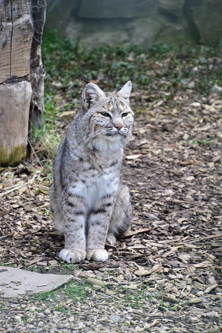 Eifel-Zoo - Bobcat (Lynx rufus)