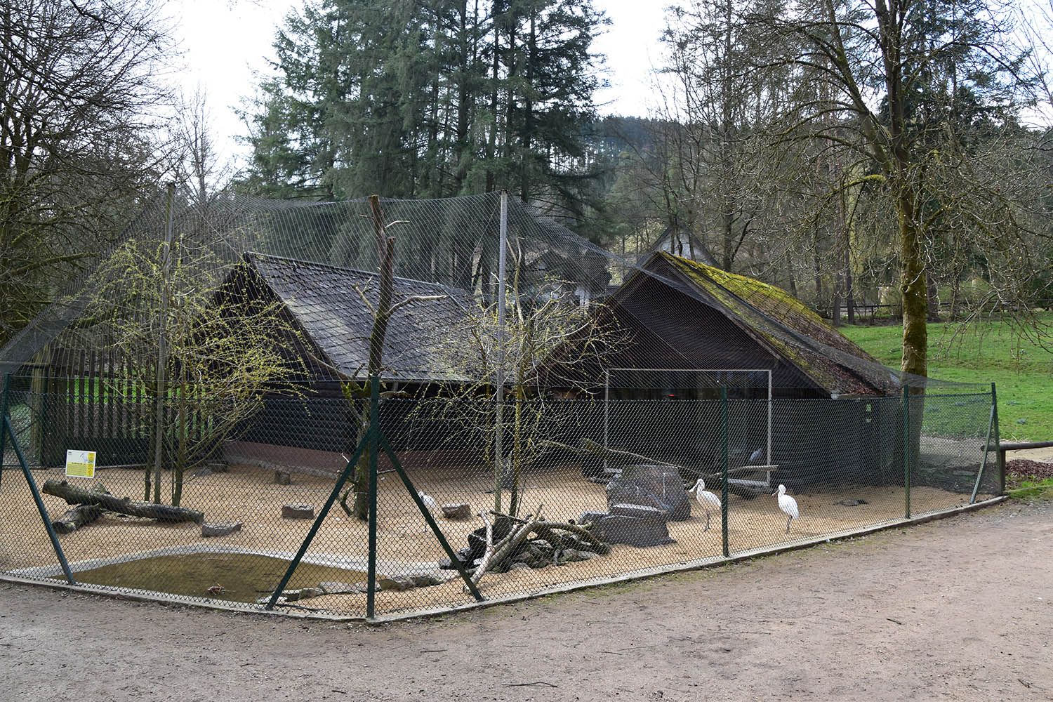Eifel-Zoo - Eurasian Spoonbill (Platalea leucorodia)
