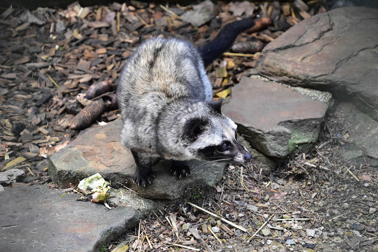 Eifel-Zoo - Philippine Palm civet(Paradoxurus hermaphroditus philippinensis)