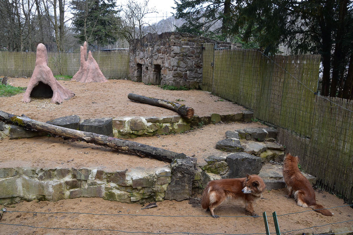 Eifel-Zoo - 'Urwald' Dingo (Canis lupus f.hallstromi)