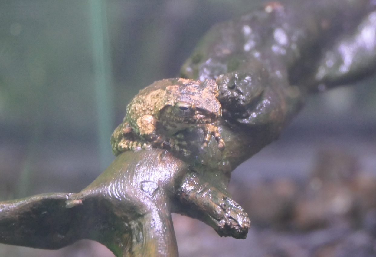 Eiffinger's Tree Frog (Kurixalus eiffingeri) - Uozu Aquarium