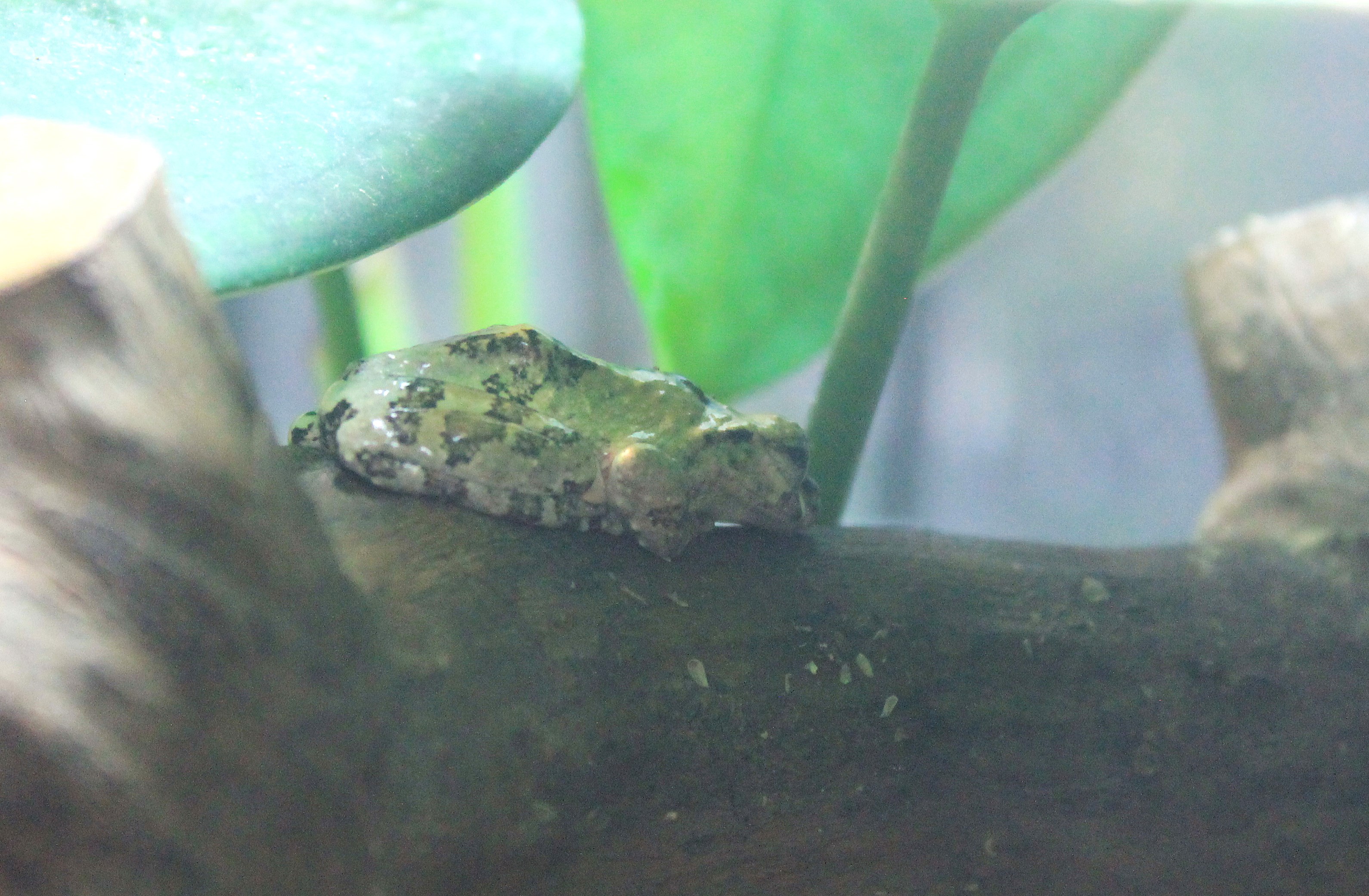 Eiffinger's Tree Frog (Kurixalus eiffingeri)