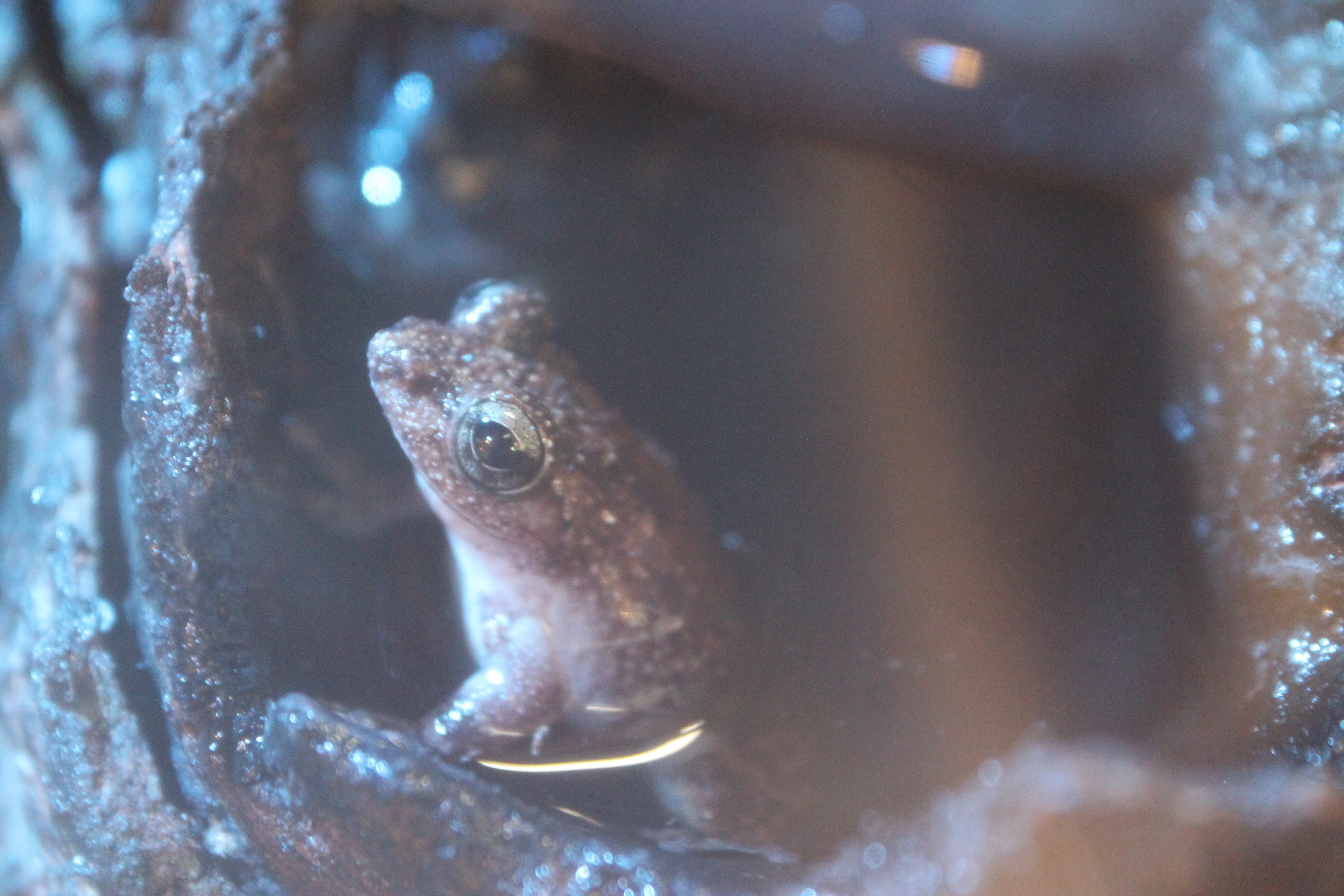Eiffinger's Tree Frog (Kurixalus eiffingeri)