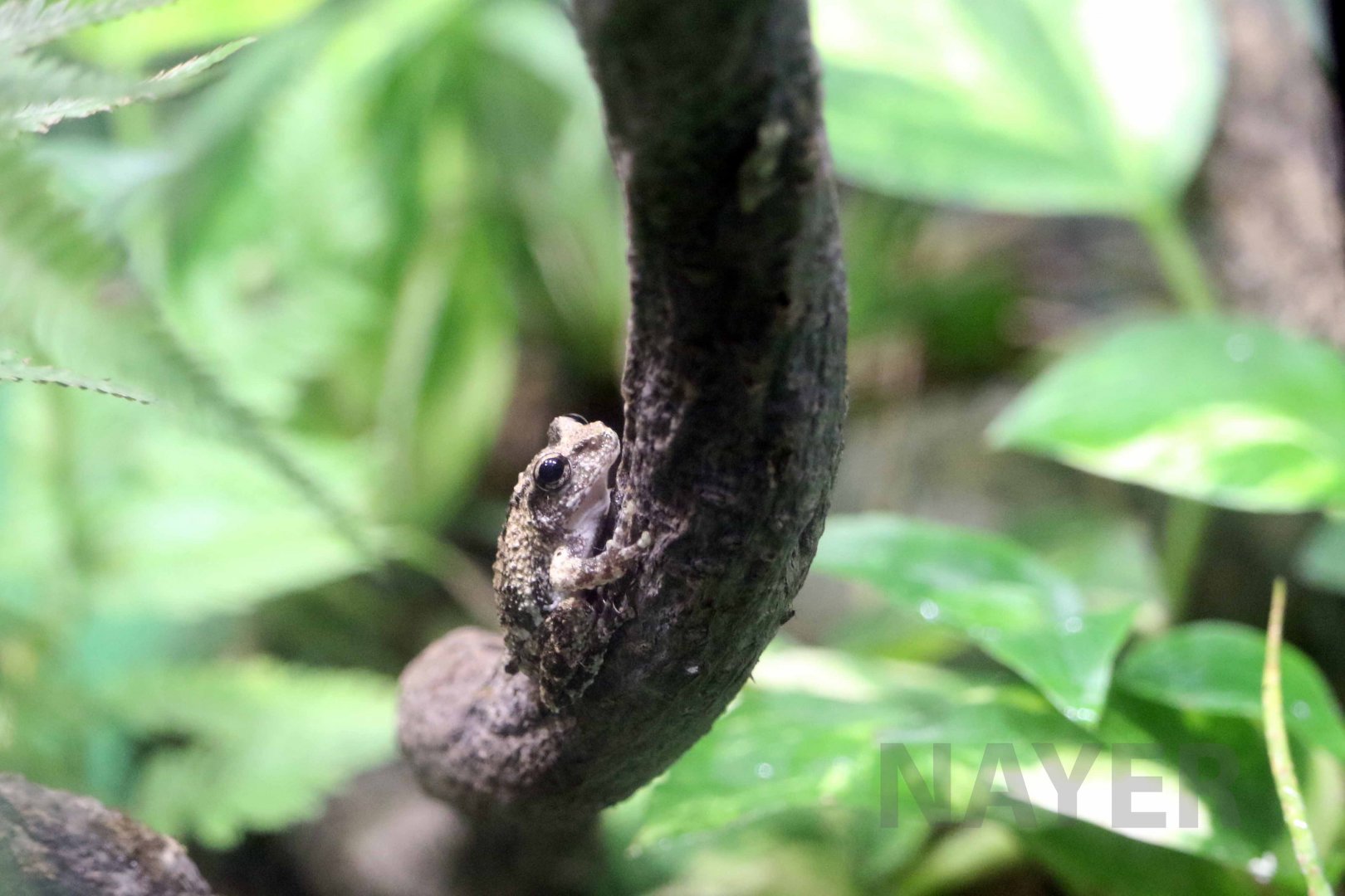 Eiffinger's tree frog, October 2017