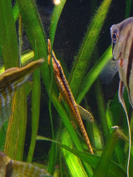 Eigenmann's whiptail catfish (Rineloricaria eigenmanni)