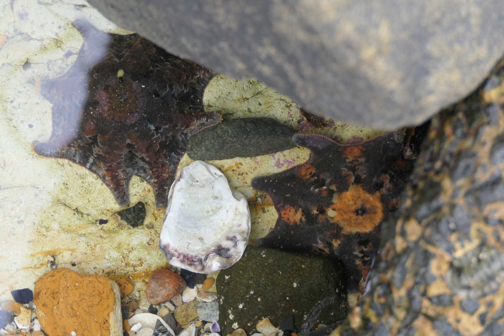 Eight-armed Seastar (Meridiastra calcar)