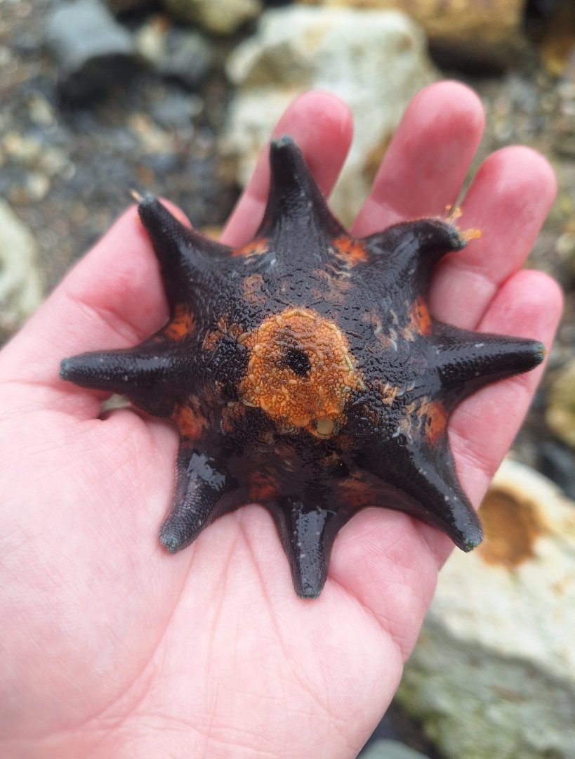 Eight-armed Seastar (Meridiastra calcar)
