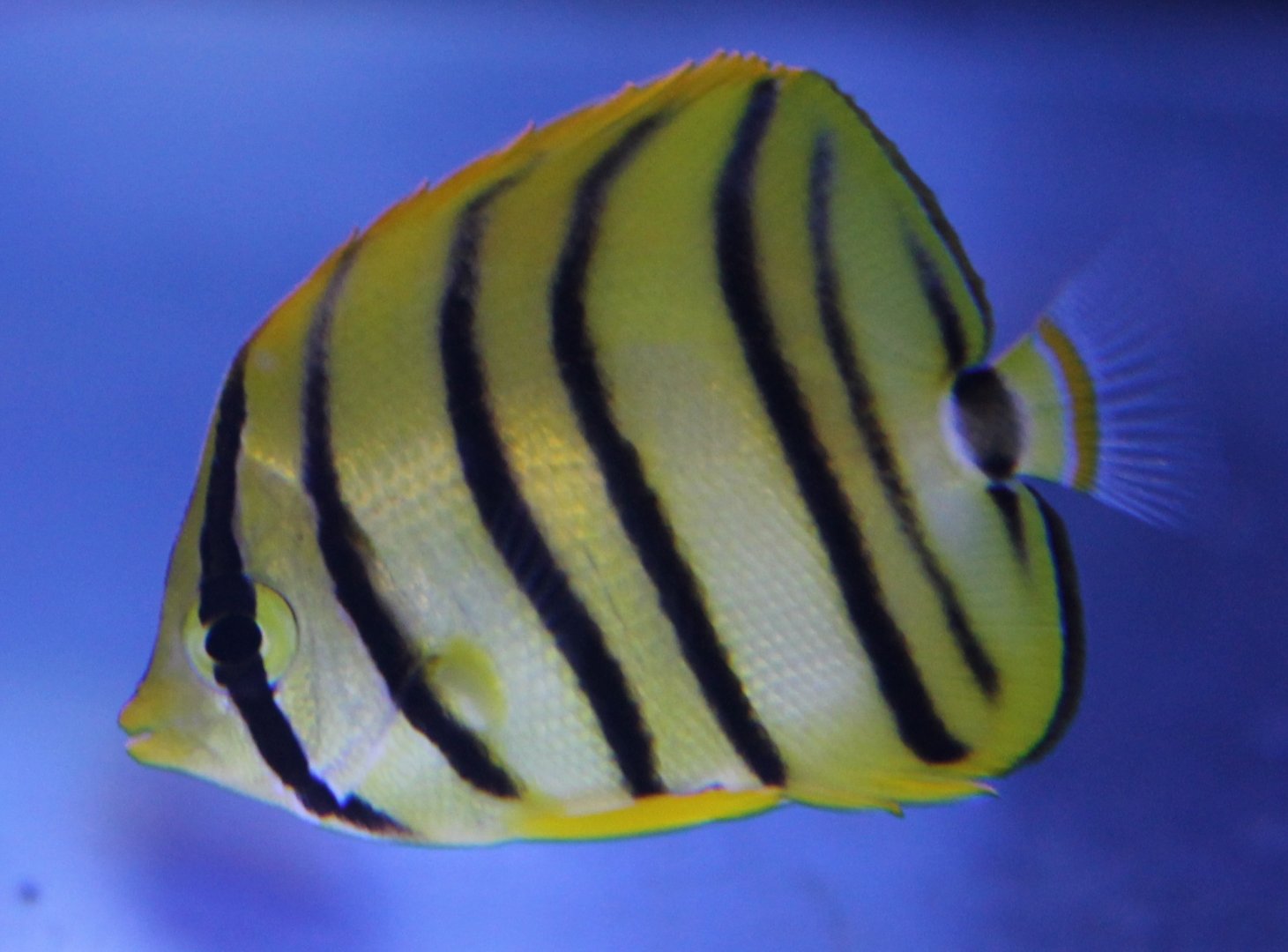 Eight-banded butterflyfish - Chaetodon octofasciatus