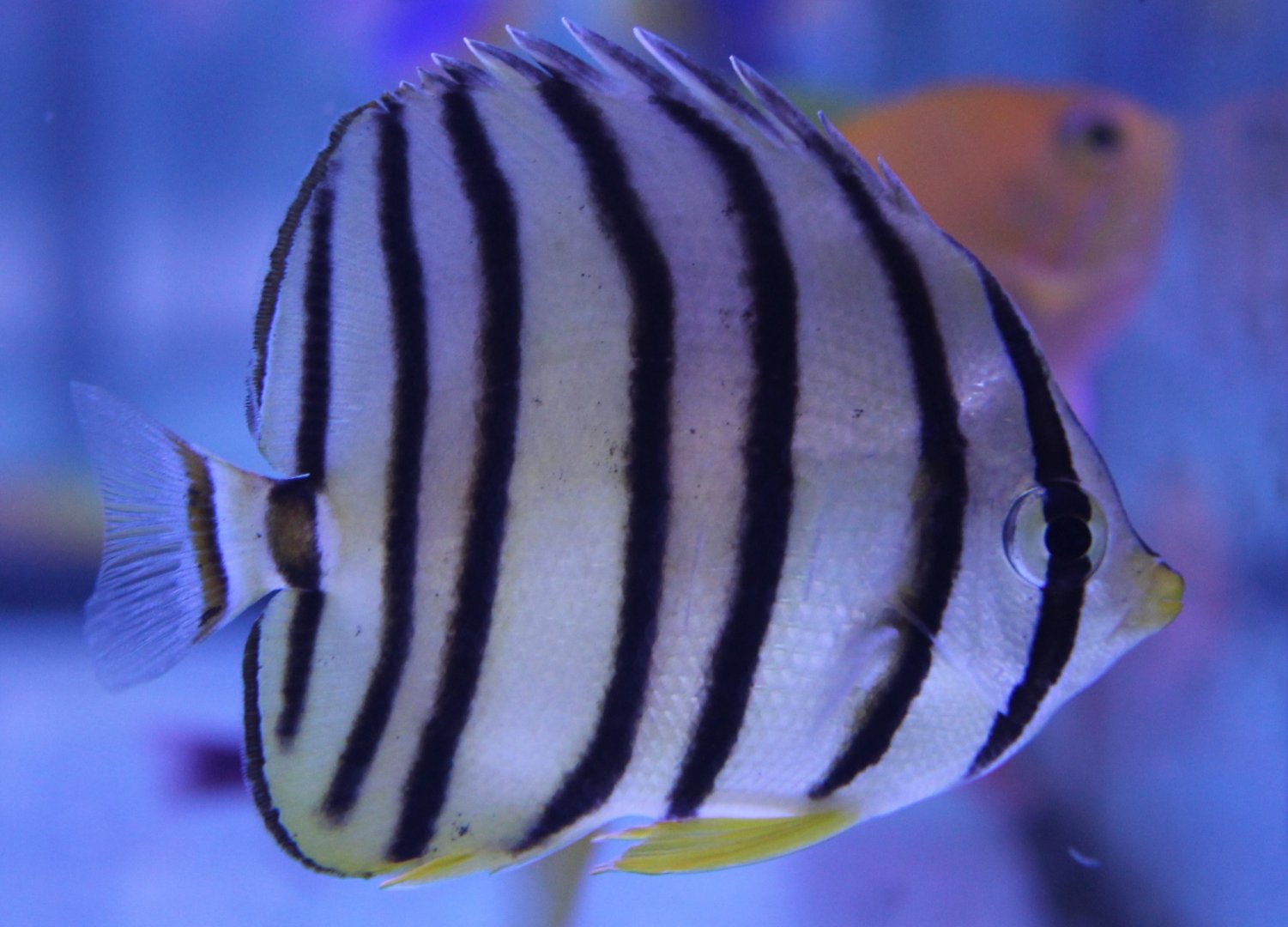 Eight-banded butterflyfish - Chaetodon octofasciatus