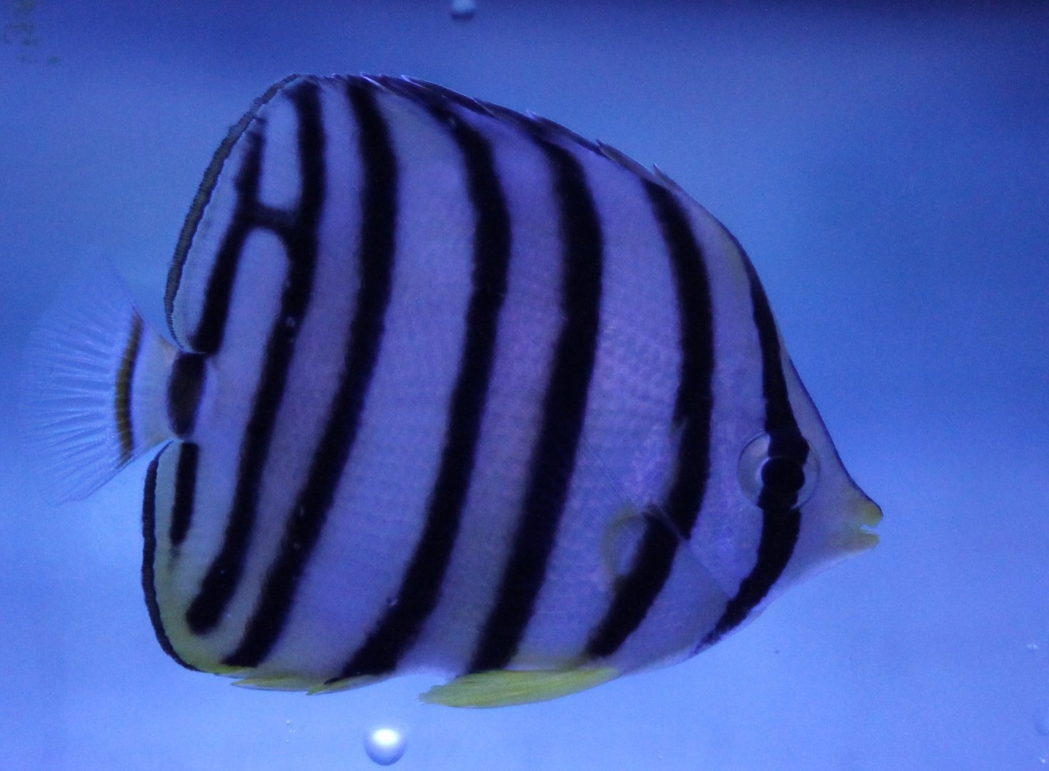 Eight-banded butterflyfish - Chaetodon octofasciatus