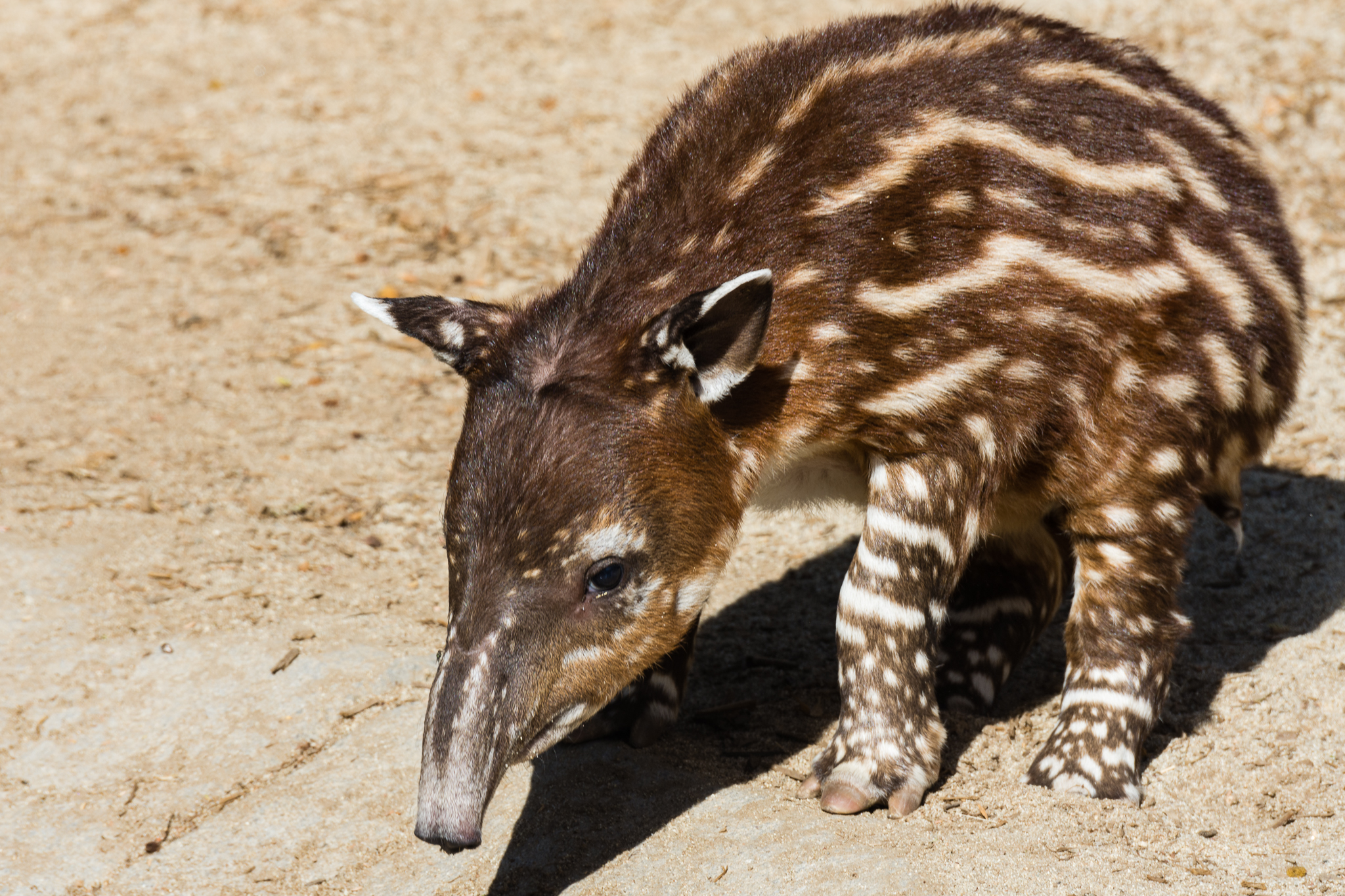 Eight-day old Baird's tapir