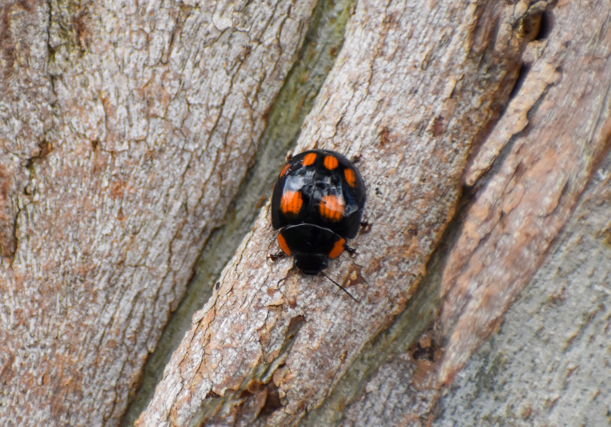 Eight-spotted Leaf Beetle