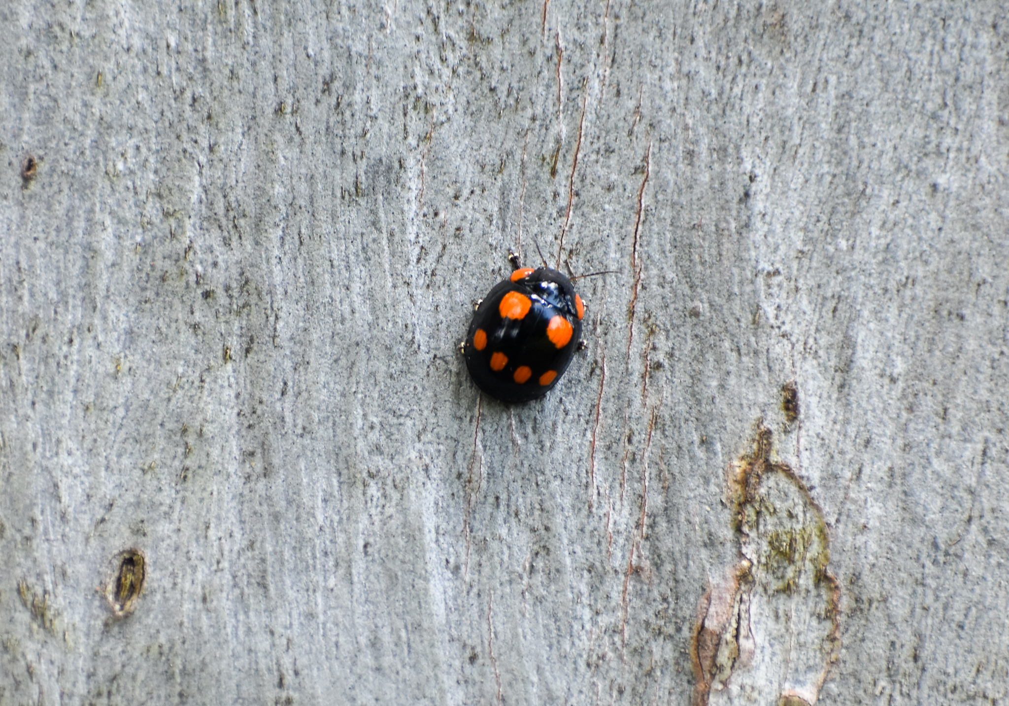Eight-spotted Leaf Beetle