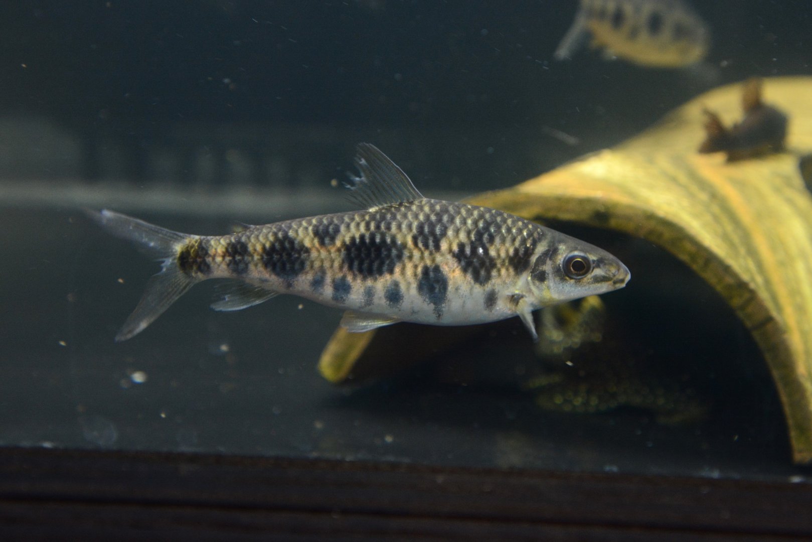 Eight-spotted leporinus (Leporinus octomaculatus)