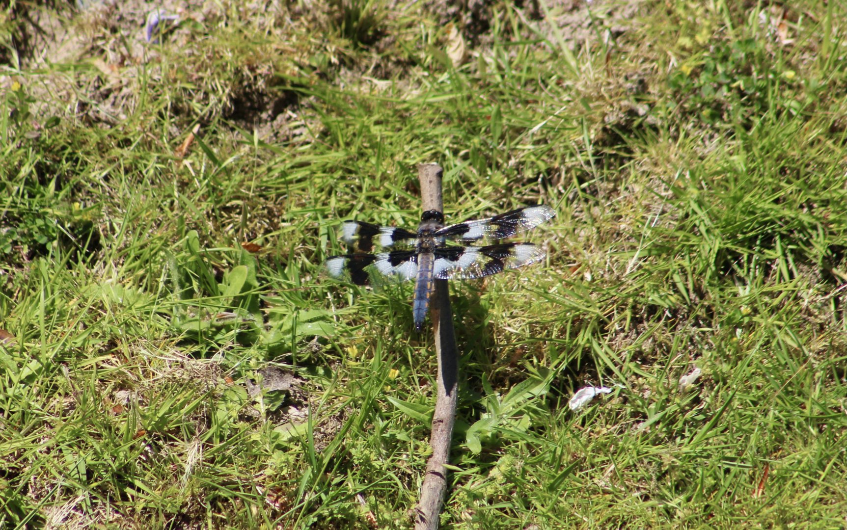 Eight-Spotted Skimmer (Libellula forensis) - wild
