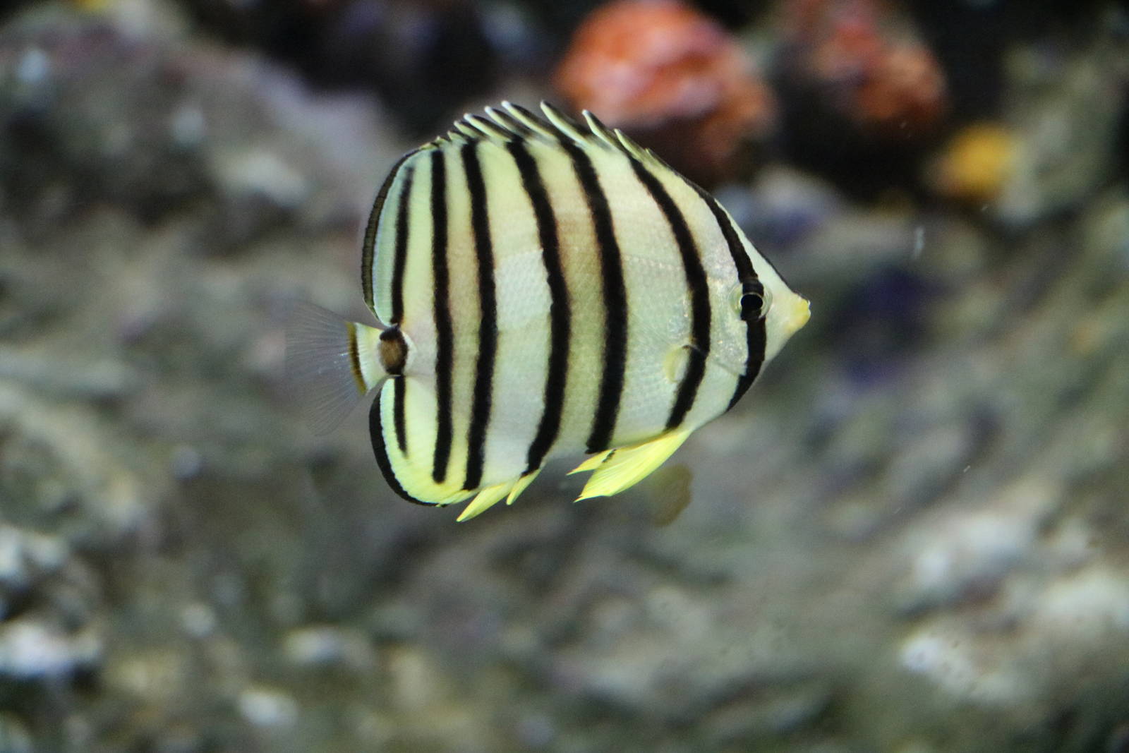 Eight-stripe butterflyfish - Sunshine Aquarium Tokyo, February 2016