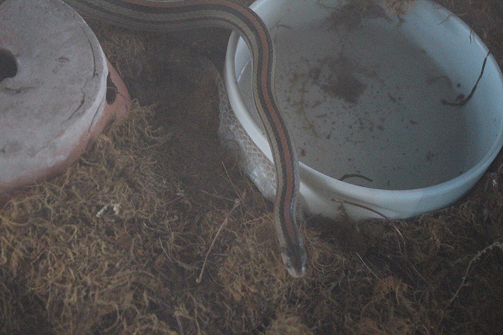 Eight-striped kukri snake (Oligodon octolineatus) - Taman Konservasi Sato Loka