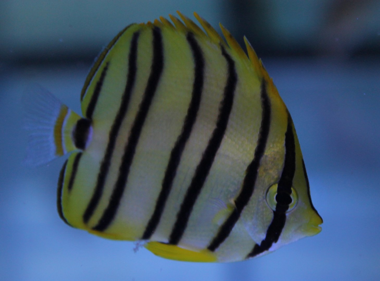 Eightband butterflyfish - Chaetodon octofasciatus