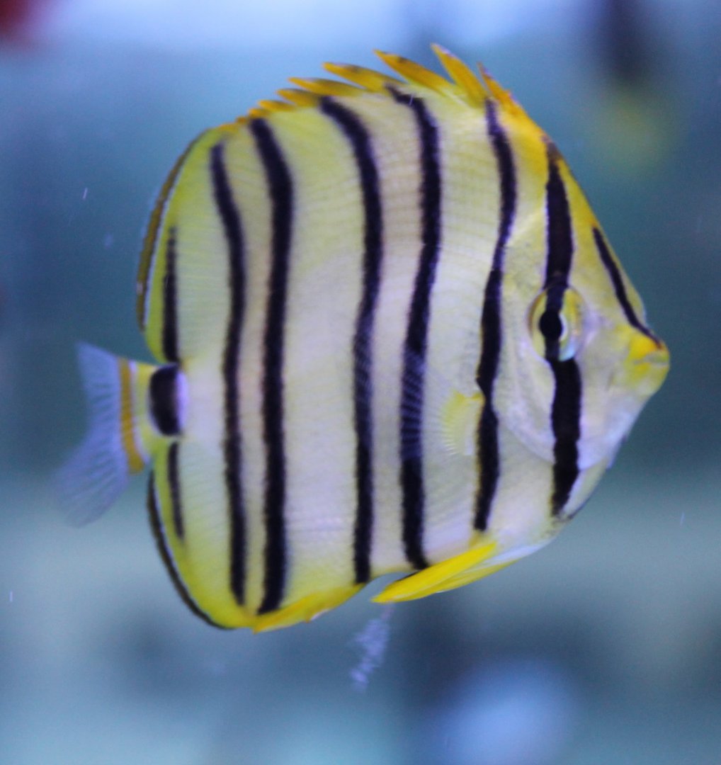 Eightband butterflyfish - Chaetodon octofasciatus