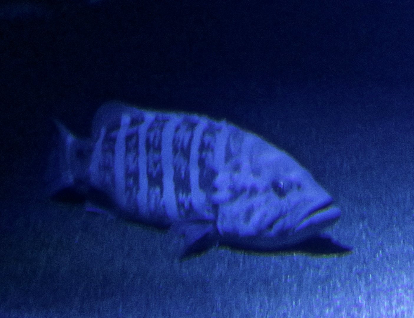 Eightband Grouper (Hyporthodus octofasciatus)