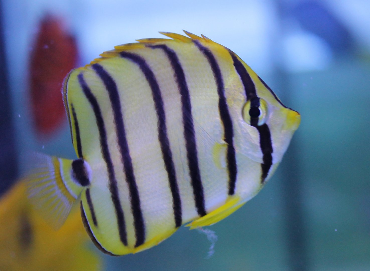 Eightbanded butterflyfish - Chaetodon octofasciatus