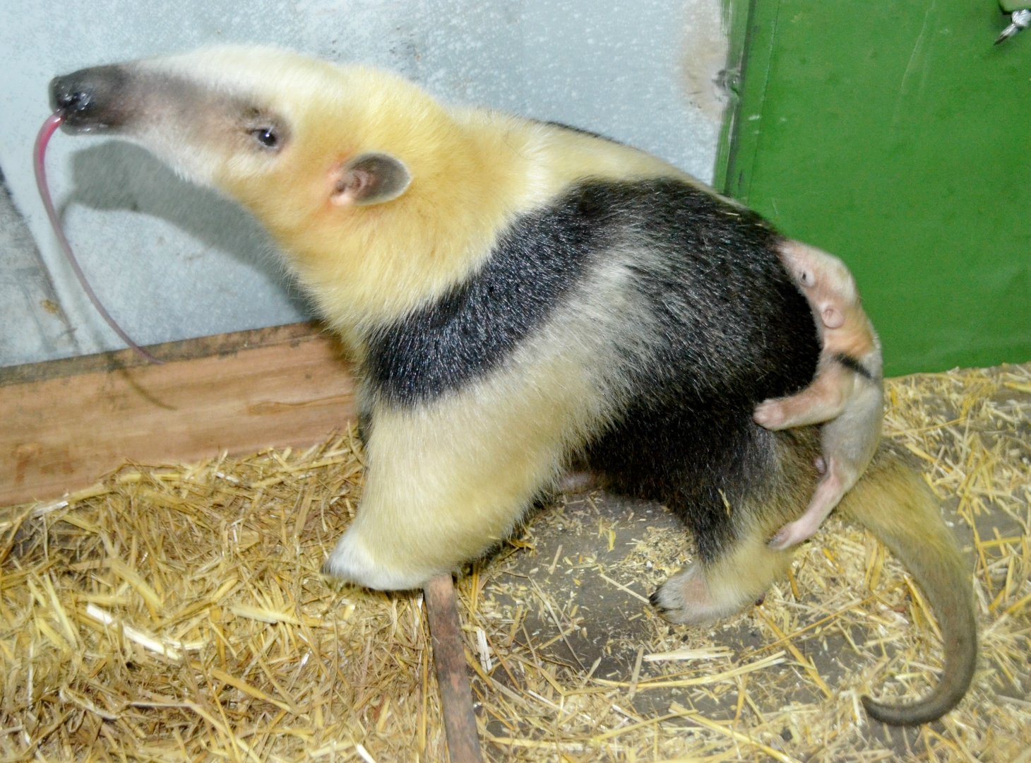 Eighth lesser anteater born in the Bioparque M'Bopicuá