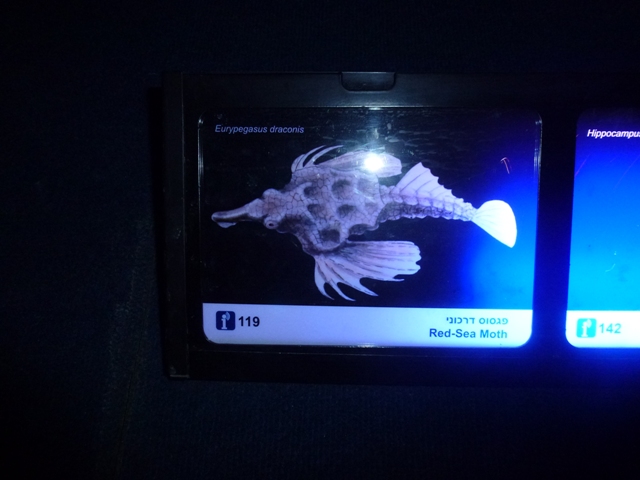 Eilat Underwater Observatory Marine Park 13.10.12