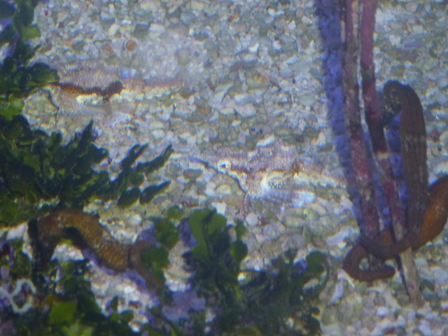 Eilat Underwater Observatory Marine Park 13.10.12