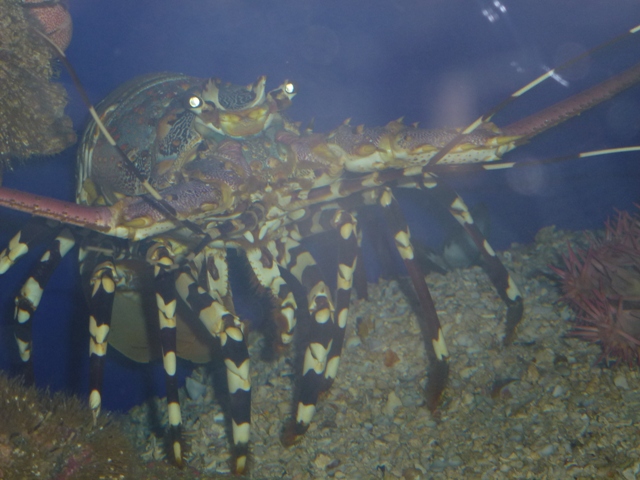 Eilat Underwater Observatory Marine Park 13.10.12