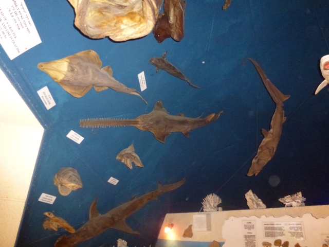 Eilat Underwater Observatory Marine Park 13.10.12