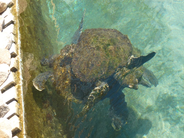 Eilat Underwater Observatory Marine Park 13.10.12