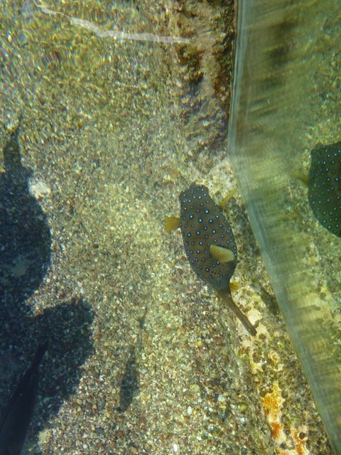 Eilat Underwater Observatory Marine Park 13.10.12