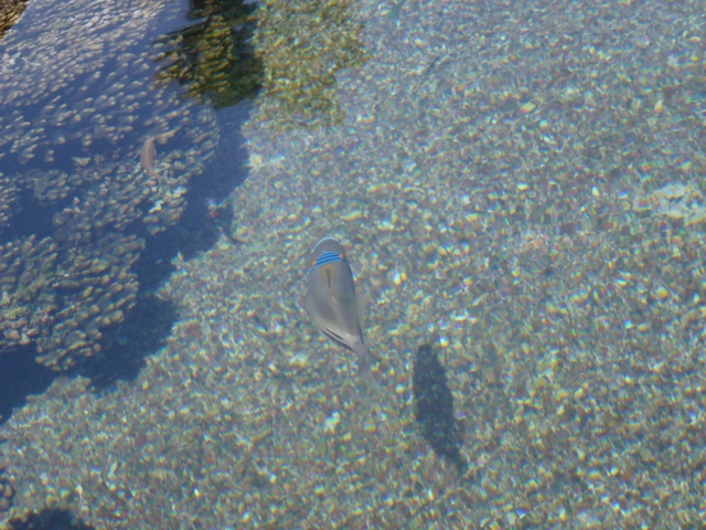 Eilat Underwater Observatory Marine Park 13.10.12
