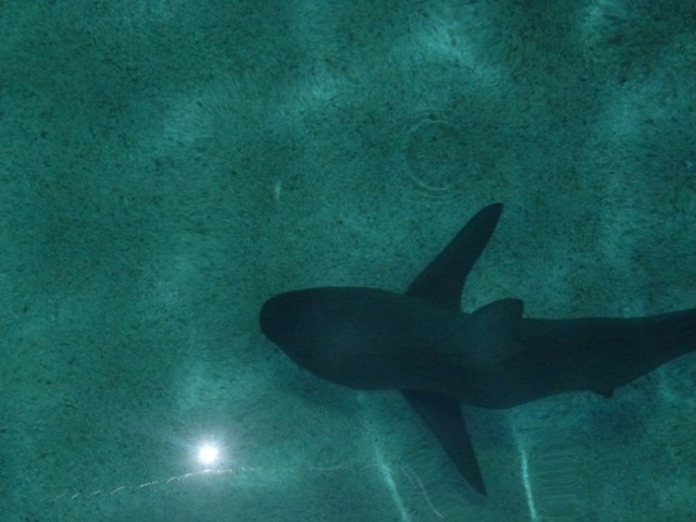 Eilat Underwater Observatory Marine Park 13.10.12