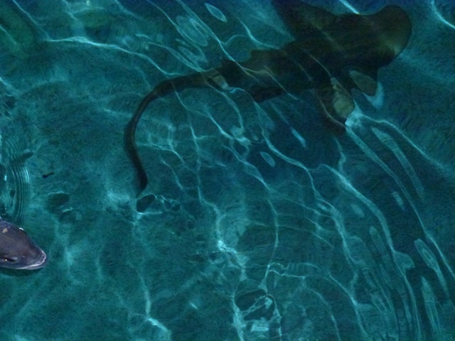 Eilat Underwater Observatory Marine Park 13.10.12