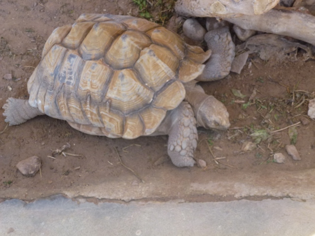 Eilat Underwater Observatory Marine Park 13.10.12