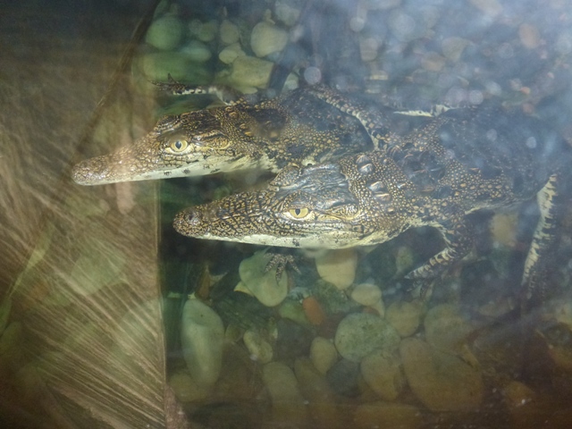 Eilat Underwater Observatory Marine Park 13.10.12