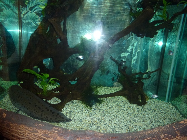 Eilat Underwater Observatory Marine Park 13.10.12