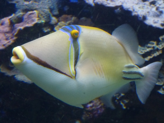 Eilat Underwater Observatory Marine Park 24.4.13