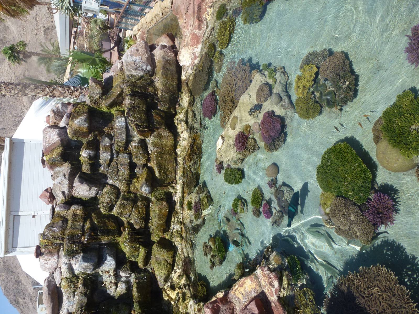 Eilat Underwater Observatory Marine Park 24.4.13