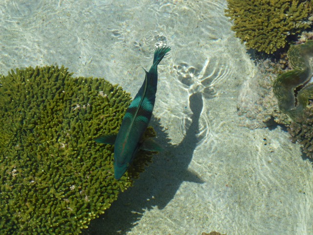 Eilat Underwater Observatory Marine Park 24.4.13