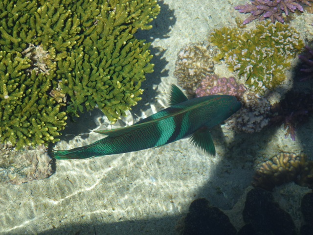 Eilat Underwater Observatory Marine Park 24.4.13