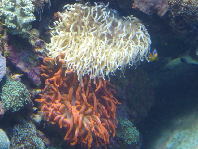 Eilat Underwater Observatory Marine Park 24.4.13